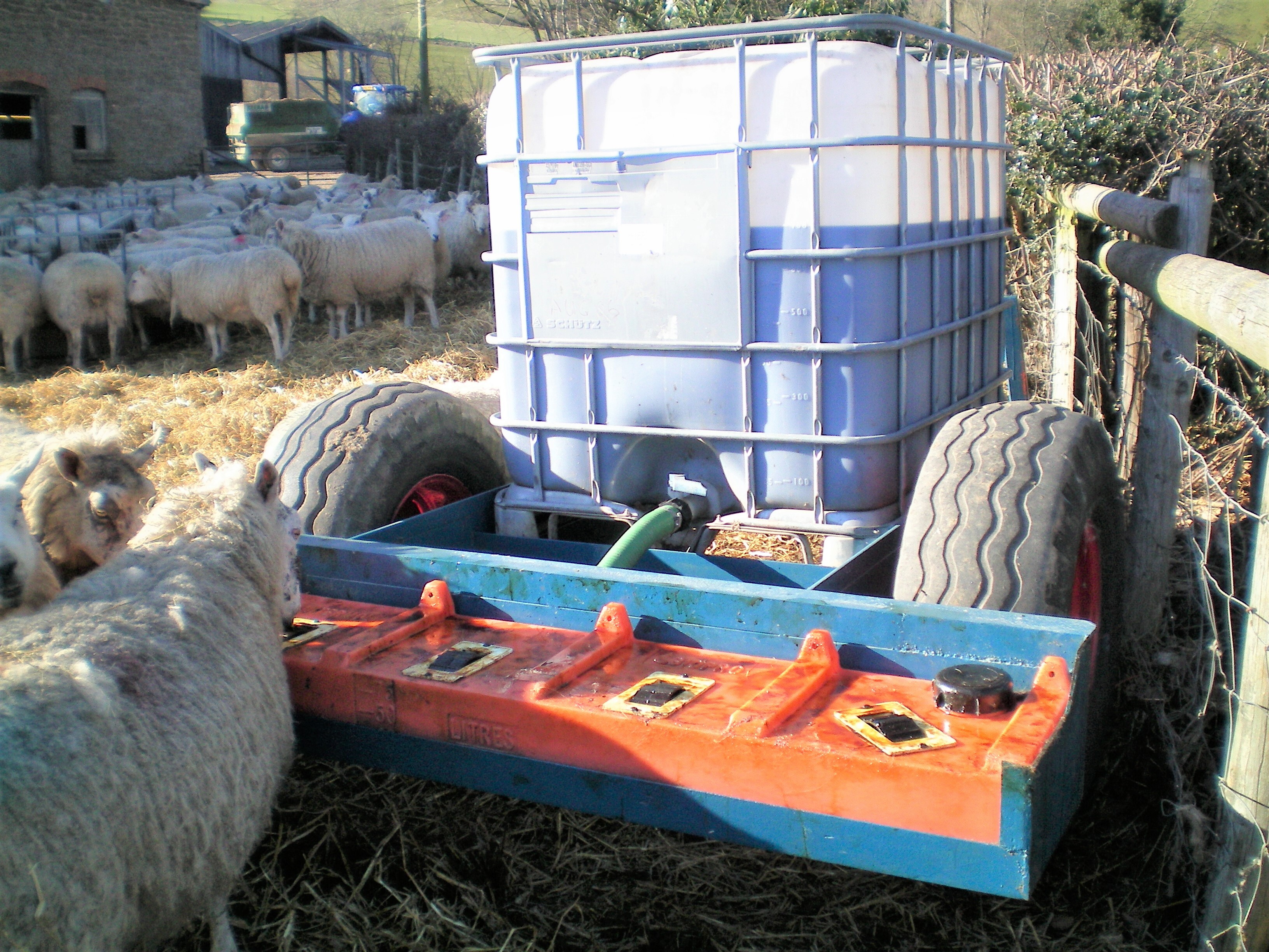 ewes feeding at Border Counties - molasses bowser feeder 